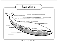 Whale Blue